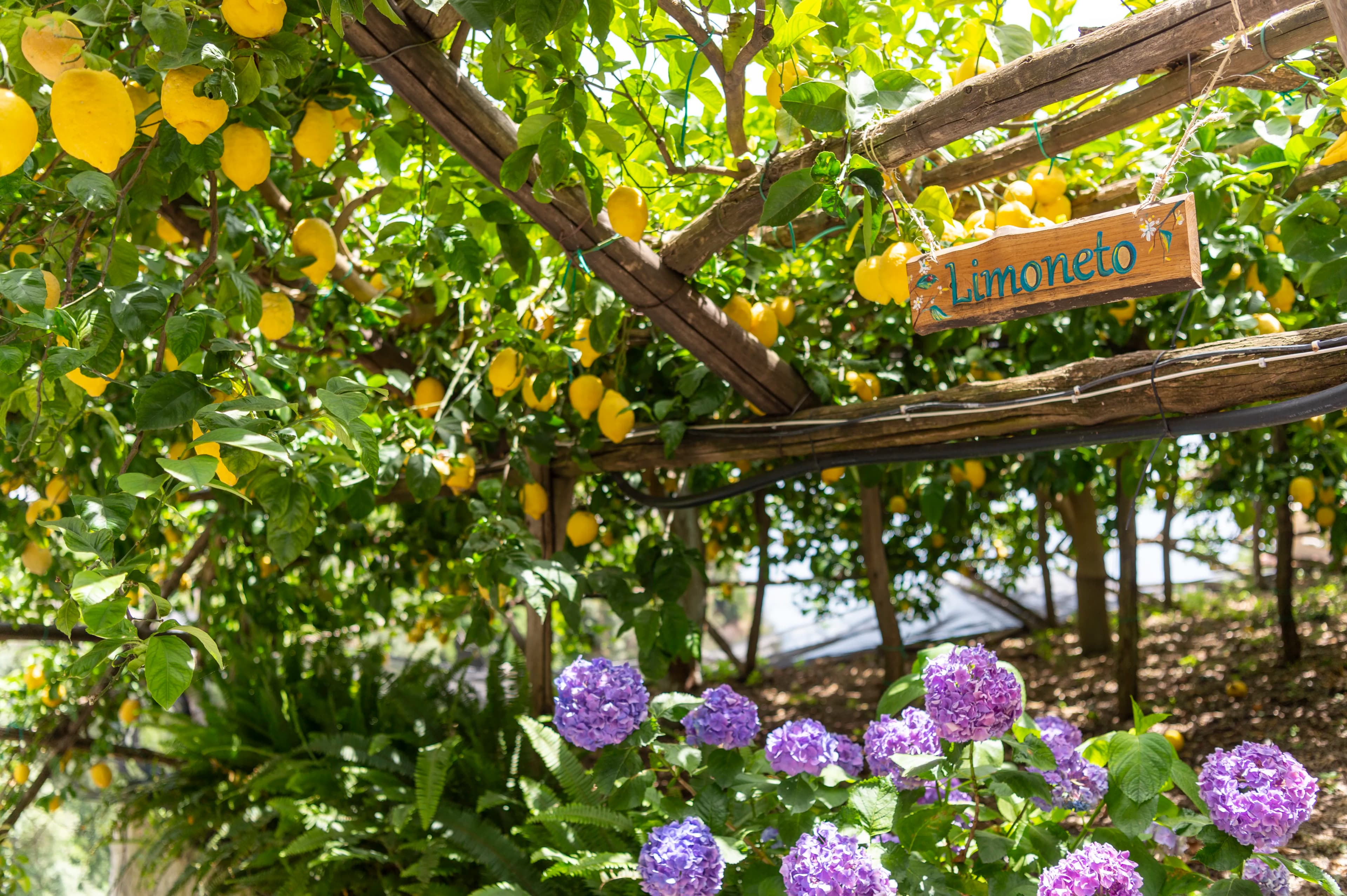 Entry path into the private organic Sfusato lemon grove in Amalfi